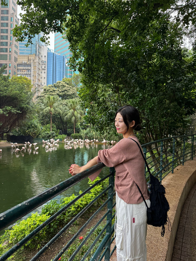 홍콩 침사추이 공원에서 볼 수 있는 홍학