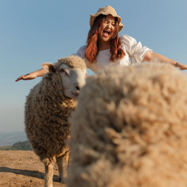 พาเที่ยวฟาร์มแกะที่ Akha FarmVille เชียงราย🐑💚