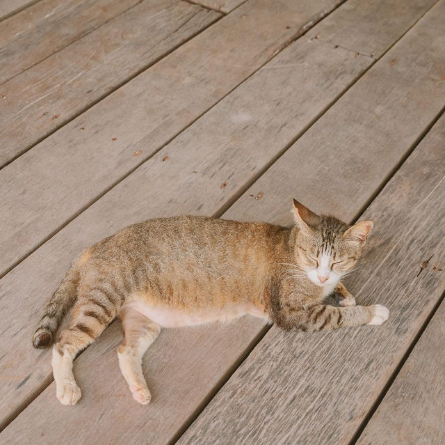 เกาะแมว สวรรค์ของเหล่าทาส! 🐈🏝