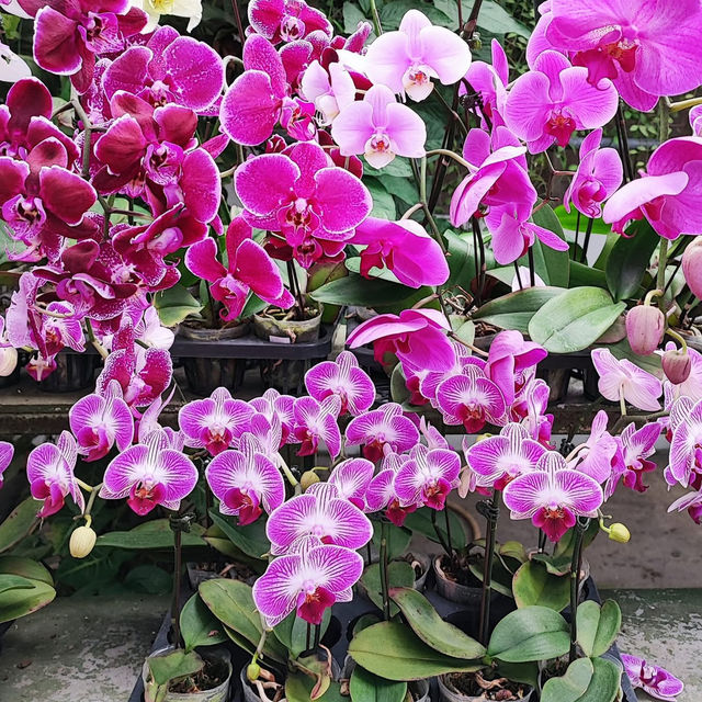 "Exploring the Beauty of Orchids at World of Phalaenopsis"