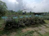 NICTAR PINEAPPLE PARK