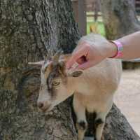 Alpacahill สรรค์ของคนรักสัตว์ที่ราชบุรี