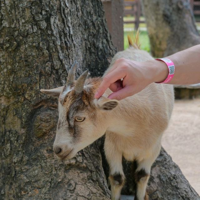 Alpacahill สรรค์ของคนรักสัตว์ที่ราชบุรี