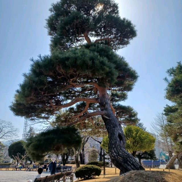 【松本城:長野県松本市】凛とした姿が素晴らしい松本城🏯