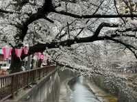 🌸 目黒川桜まつり - 春の美しさが川沿いに広がる🇯🇵