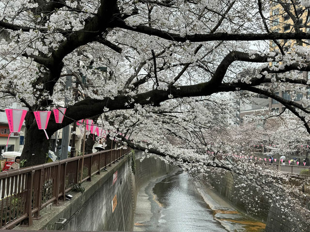 🌸 目黒川桜まつり - 春の美しさが川沿いに広がる🇯🇵