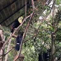 코스타리카 라 파즈 워터폴 가든스 자연공원 La Paz Waterfall Gardens Nature Park