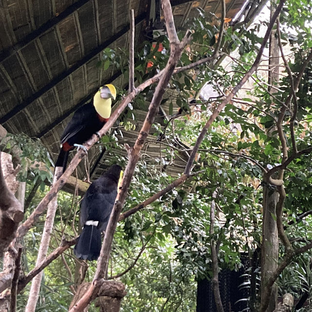 코스타리카 라 파즈 워터폴 가든스 자연공원 La Paz Waterfall Gardens Nature Park