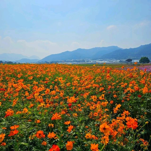 【臺中】花海節：主題不同，花卉的排列和設計也會隨之變化