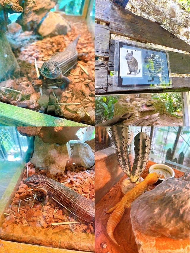 A Day at Deerland Park: Encountering Pythons and Other Animals
