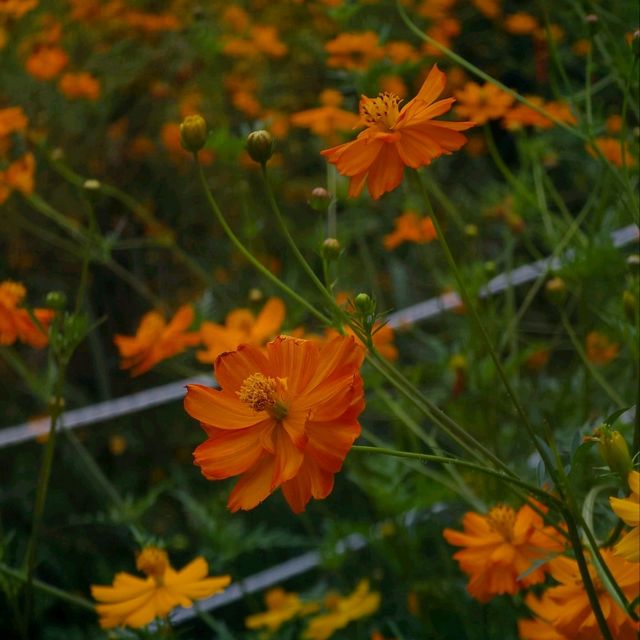 황화코스모스 막차 탑승🌼
