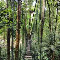 Skytrex Adventure