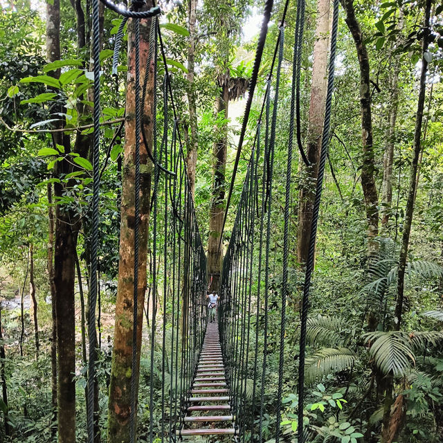 Skytrex Adventure