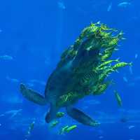 DMM Kariyushi水族館～迷人海洋世界