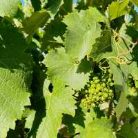 The d'Arenberg Cube