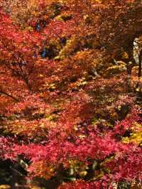 【福岡 篠栗】ドウダンツツジと紅葉がとても綺麗なスポット🍁