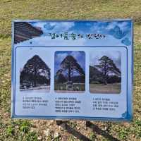 👈세조가 가지를 들어올린 전설이 남은 명품나무 속리 정이품송👈