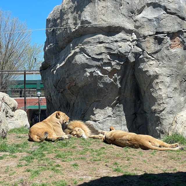 東武動物公園：和動物們的歡樂派對 🎉🐾
