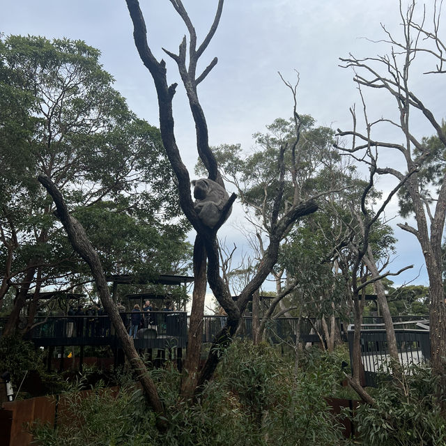 必玩！悉尼Taronga Zoo 與樹熊零距離接觸，一程船遊盡覽悉尼港美景！