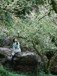 The plum blossom season in Moc Chau, Vietnam
