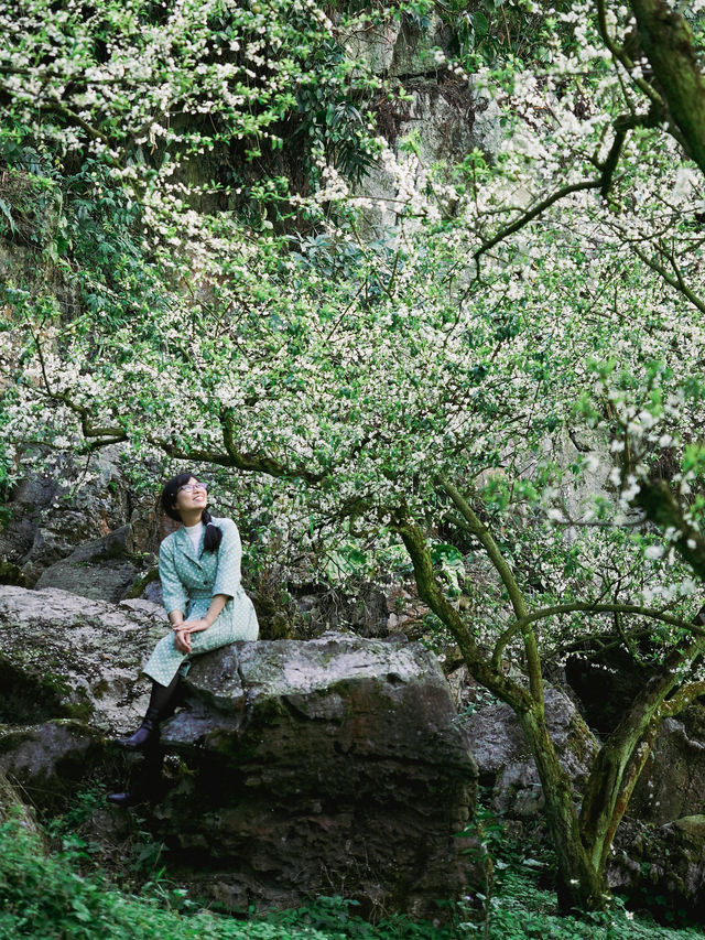 The plum blossom season in Moc Chau, Vietnam