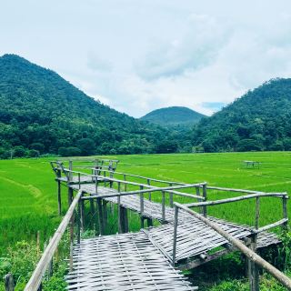 Ban Mae Tha @Lamphun.