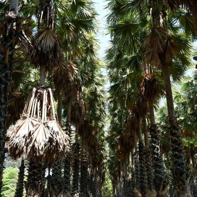 ไปเที่ยวอุโมงค์ต้นตาลที่ จ. เพชรบุรีกัน 🌴🌴