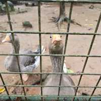 Zoobic Safari - The Jungle Outta City.