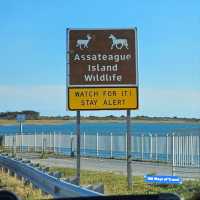 Camping Experience at Assateague Island