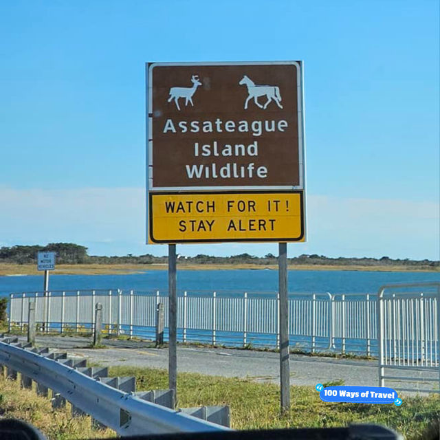 Camping Experience at Assateague Island