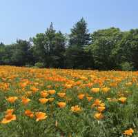 【大分】季節のお花が楽しめるスポット