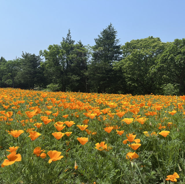 【大分】季節のお花が楽しめるスポット