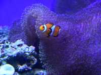 【神奈川🇯🇵】新江ノ島水族館🪼