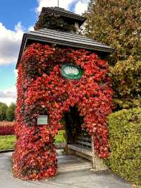 Red Leaves at Farm Tomita, Hokkaido ♥️