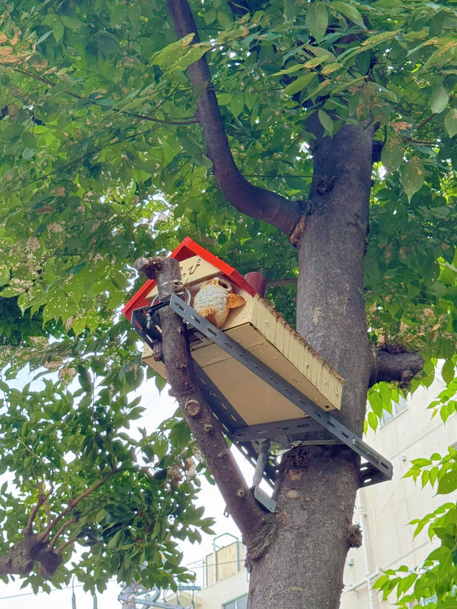 【東京】大事な日の前にここ行って!!日本で唯一の気象神社☀️