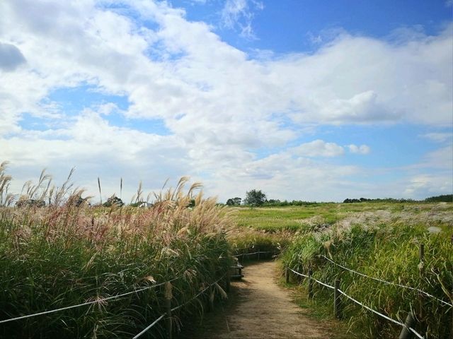 首爾夢幻天空公園 秋季還有限定的紫芒草