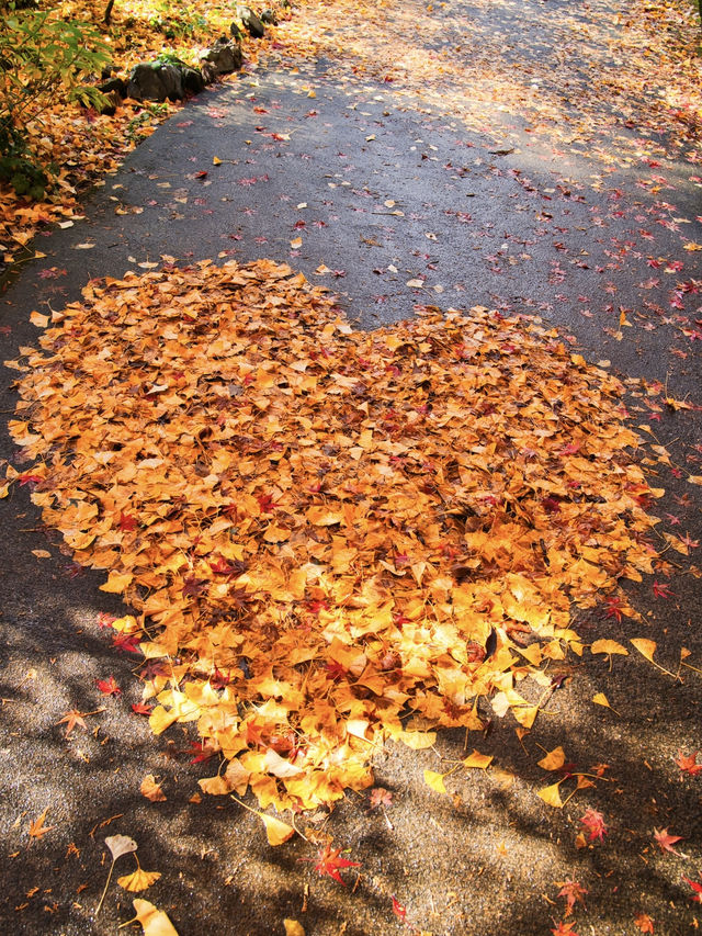 【ここ行って】本当は教えたくない🙅1230年の歴史あるお寺で見る穴場の紅葉🍁