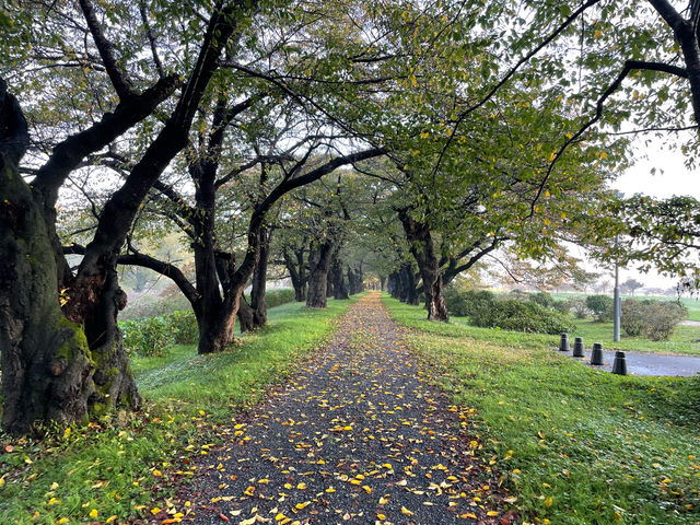 秋の桜並木(岩手県北上市展勝地)