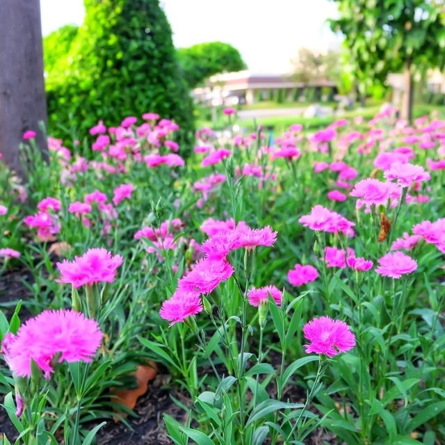 เทศกาลดอกไม้สวนหลวง ร.9