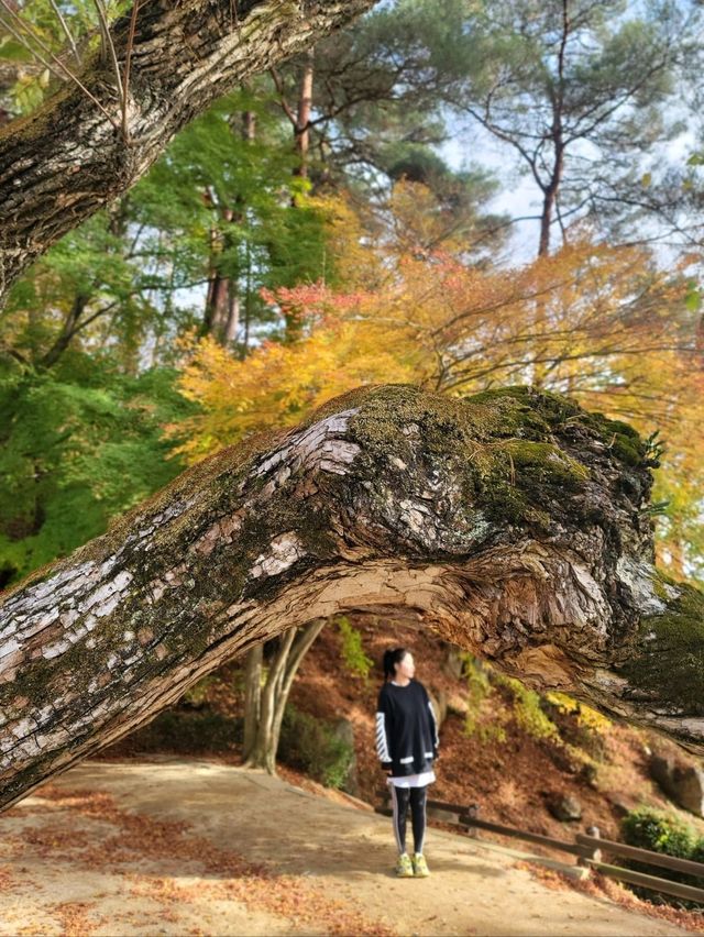 가을에 꼭 가봐야할 안동의 대표적인 문화유산🤎