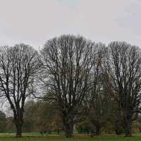 Golden Moments: Autumn in Hyde Park