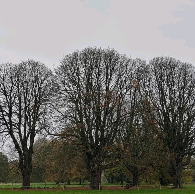Golden Moments: Autumn in Hyde Park