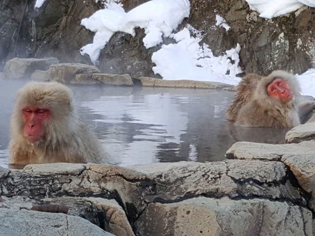 A place where monkeys soak in hot springs