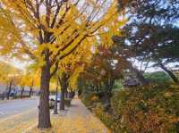 An evening stroll along the Gyeongbukgung stone walls with beautiful gingko tree in autumn