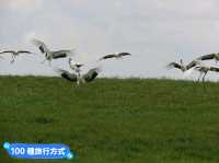 丹頂鶴的故鄉：黑龍江齊齊哈爾-扎龍自然生態濕地