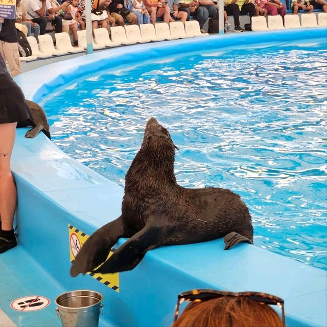 Pattaya Dolphinarium: A Fun and Educational Experience for All Ages