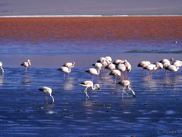 【ボリビア】天空の真紅の湖「ラグーナコロラダ」