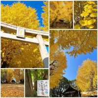 二日市八幡宮，如畫般的金黃秋日風景