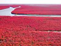 【中国】圧巻の深紅のじゅうたん！紅海灘風景区