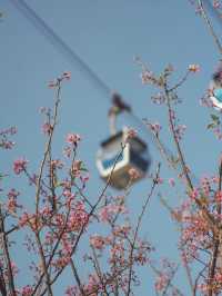 香港🇭🇰 東涌也能看櫻花🌸